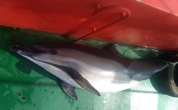 ბათუმში დელფინის მოკვლისთვის თურქი კაპიტანი დააჯარიმეს